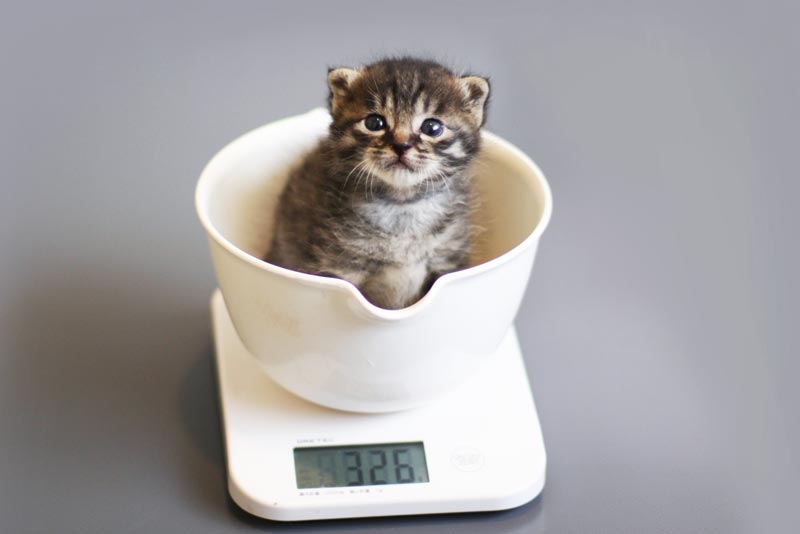 アイキャッチ画像（体重を量る子猫）